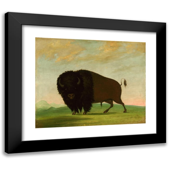 George Catlin 24x20 Black Modern Framed Museum Art Print Titled - Buffalo Bull, Grazing on the Prairie (1832-1833)