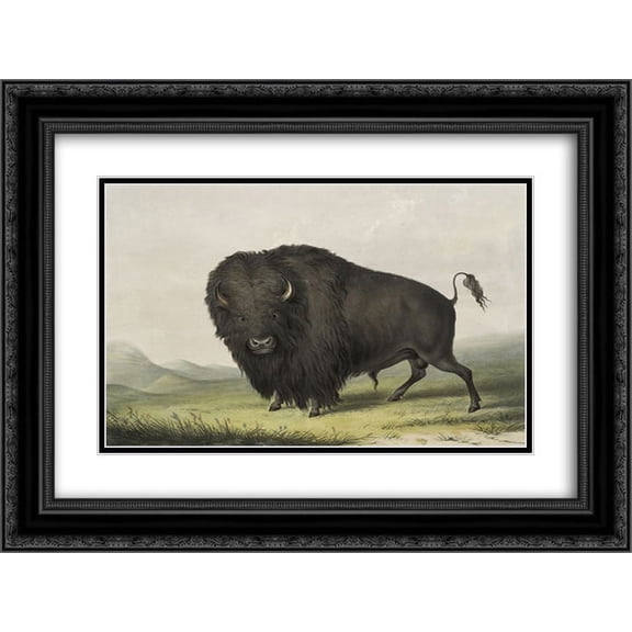 George Catlin 2x Matted 24x20 Black Ornate Framed Art Print 'Buffalo Bull Grazing'