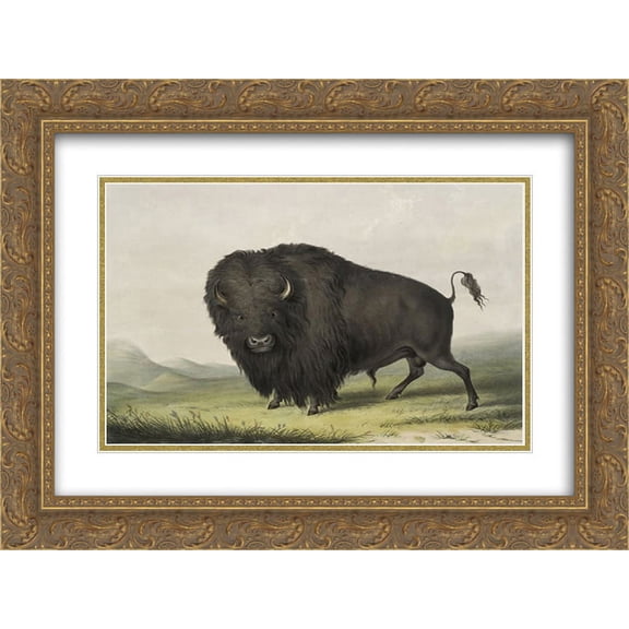 George Catlin 2x Matted 24x20 Gold Ornate Framed Art Print 'Buffalo Bull Grazing'