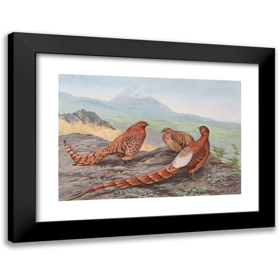 George Edward Lodge 14x11 Black Modern Framed Museum Art Print Titled - Scintillating Copper Pheasant, Ijima's Copper Pheasant (1918-1922)