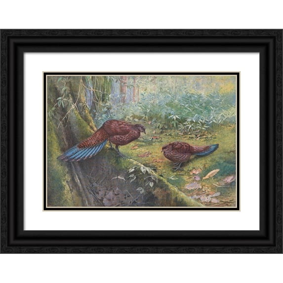 George Edward Lodge 14x11 Black Ornate Wood Framed Double Matted Museum Art Print Titled: Sumatra Bronze-Tailed Peacock Pheasant (1918-1922)