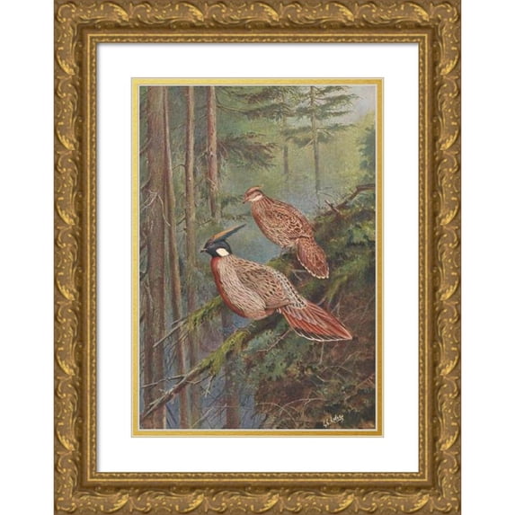 George Edward Lodge 14x18 Gold Ornate Wood Frame and Double Matted Museum Art Print Titled - The Common Koklass Pheasant (1918-1922)
