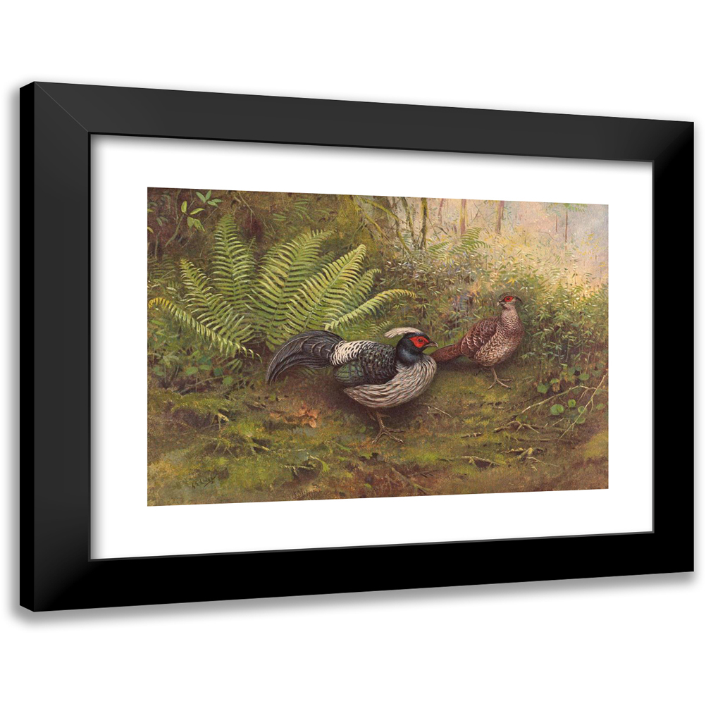 Fasian Mit Blauen Ohren George Edward Lodge main image 1