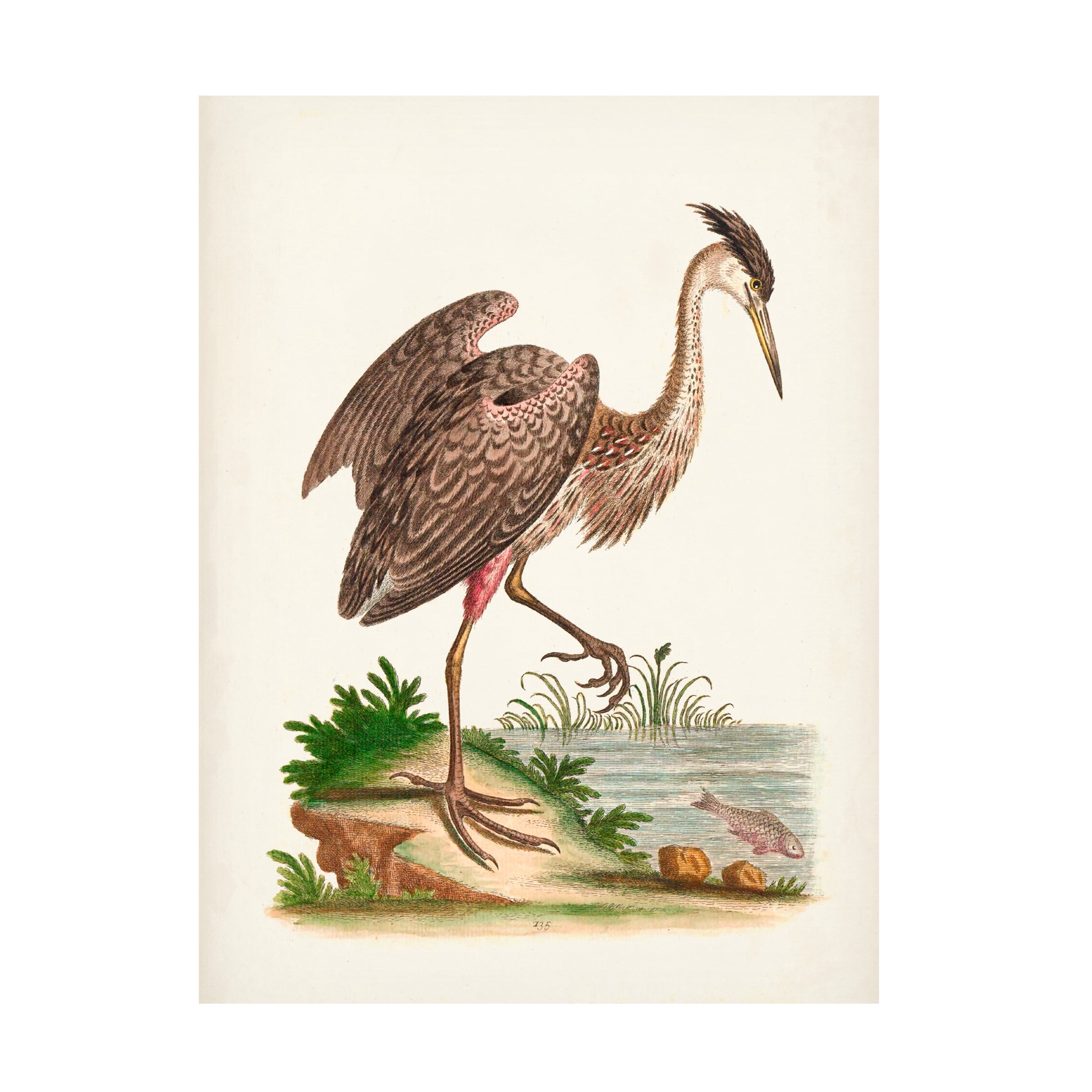 George Edwards 'Antique Heron and Cranes III' Canvas Art
