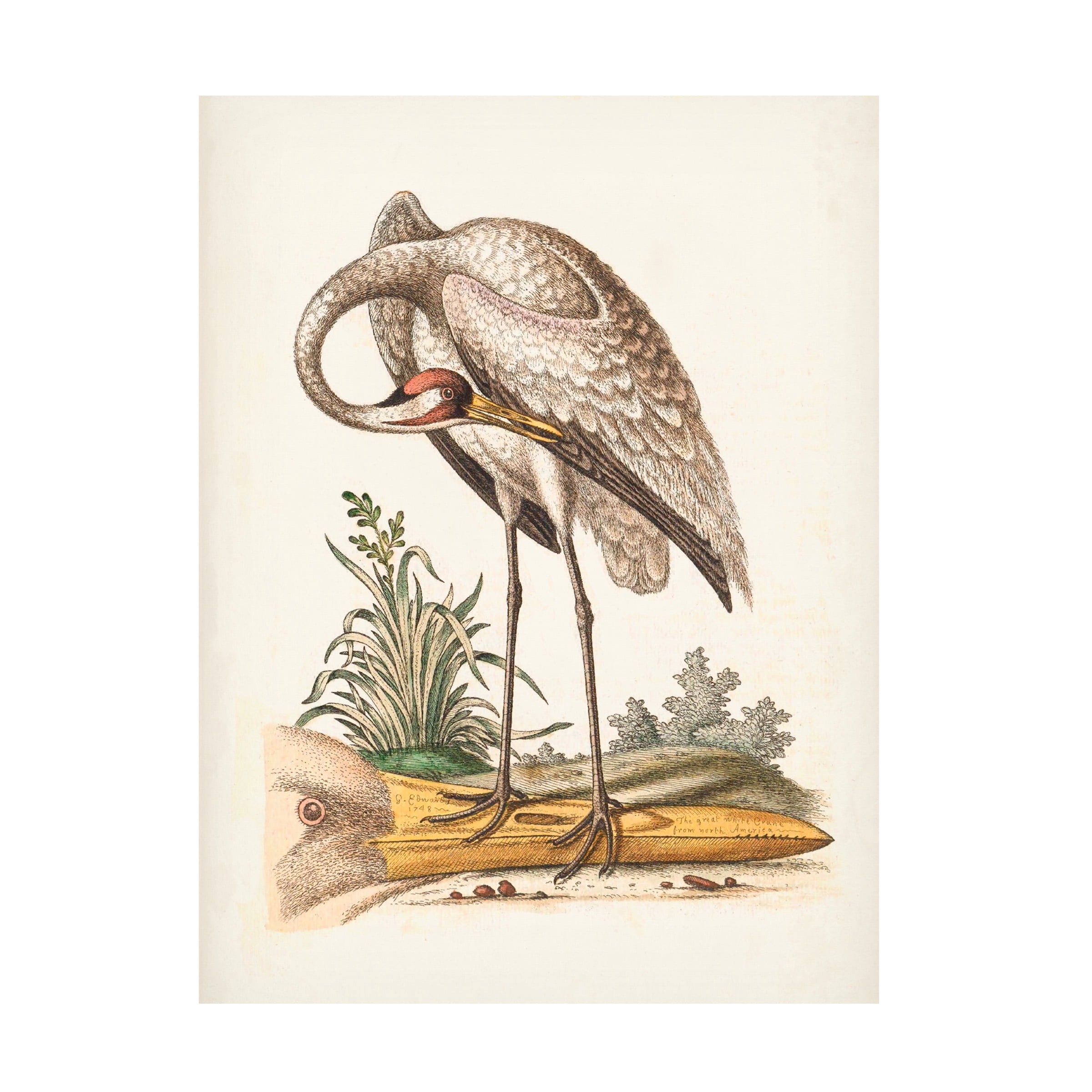 George Edwards 'Antique Heron and Cranes IV' Canvas Art