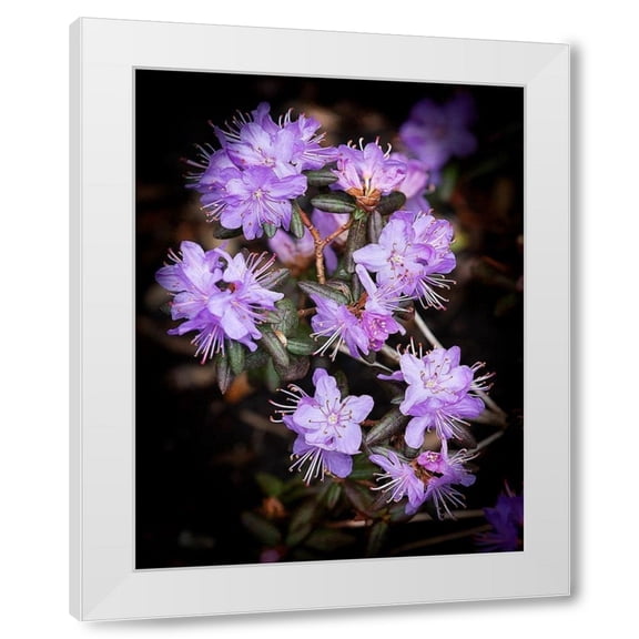 George Johnson 4x14 White Modern Wood Framed Wall Art Titled - Small Purple Rhododendron