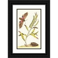 thumbnail image 1 of George Shaw 10x14 Black Ornate Wood Framed Double Matted Museum Art Print Titled: Eyed Hawk-Moth (1789-1813), 1 of 5
