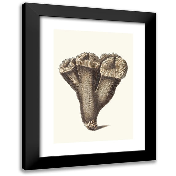 George Shaw 11x14 Black Modern Framed Museum Art Print Titled - Thistle Madrepore (1789-1813)