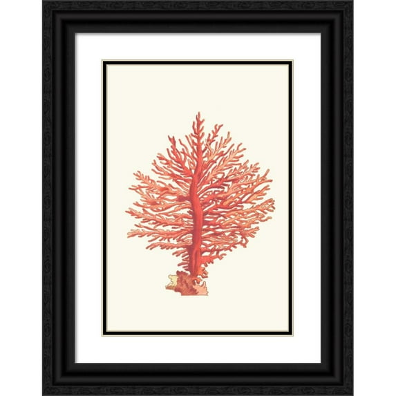 George Shaw 11x14 Black Ornate Wood Framed Double Matted Museum Art Print Titled: Pinnated Gorgonia (1789-1813)