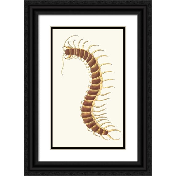 George Shaw 12x18 Black Ornate Wood Framed Double Matted Museum Art Print Titled - Centipede (1789-1813)