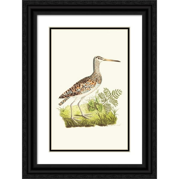 George Shaw 13x18 Black Ornate Wood Framed Double Matted Museum Art Print Titled - Chinese Snipe (1789-1813)
