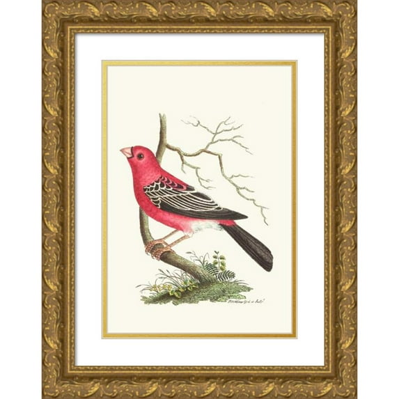 George Shaw 14x18 Gold Ornate Wood Frame and Double Matted Museum Art Print Titled - Greater Bulfinch (1789-1813)