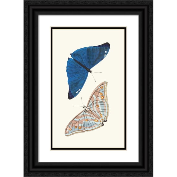 George Shaw 16x24 Black Ornate Framed Double Matted Museum Art Print Titled: Butterfly Adonis (1789-1813)