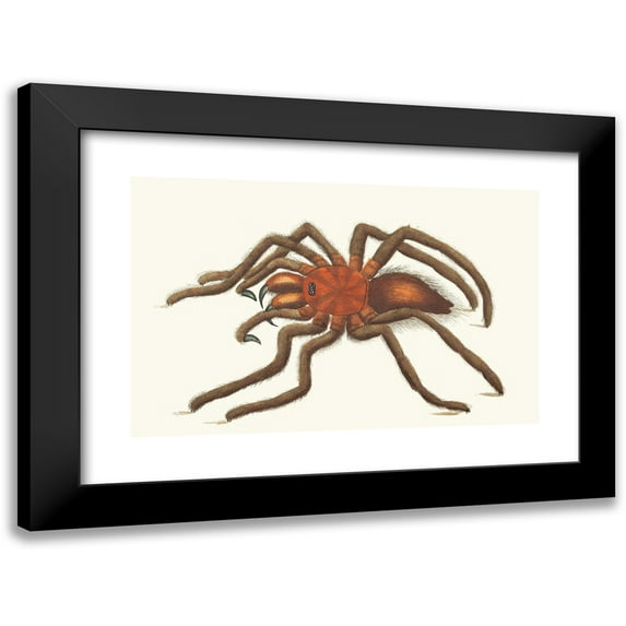 George Shaw 18x13 Black Modern Framed Museum Art Print Titled - Bird-Catching Spider (1789-1813)