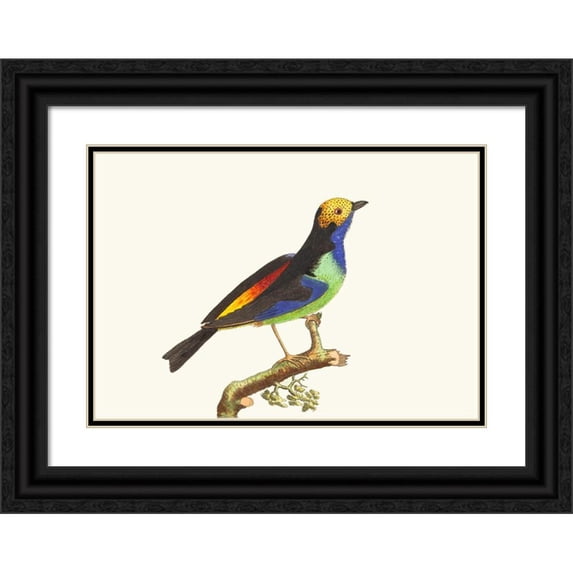 George Shaw 18x14 Black Ornate Wood Framed Double Matted Museum Art Print Titled - Paradise Tanagra (1789-1813)
