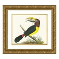 thumbnail image 1 of George Shaw 23x20 Gold Ornate Framed and Double Matted Museum Art Print Titled - Green Toucan (1789-1813), 1 of 4