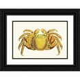 thumbnail image 1 of George Shaw 24x18 Black Ornate Framed Double Matted Museum Art Print Titled: Variegated Crab (1789-1813), 1 of 5