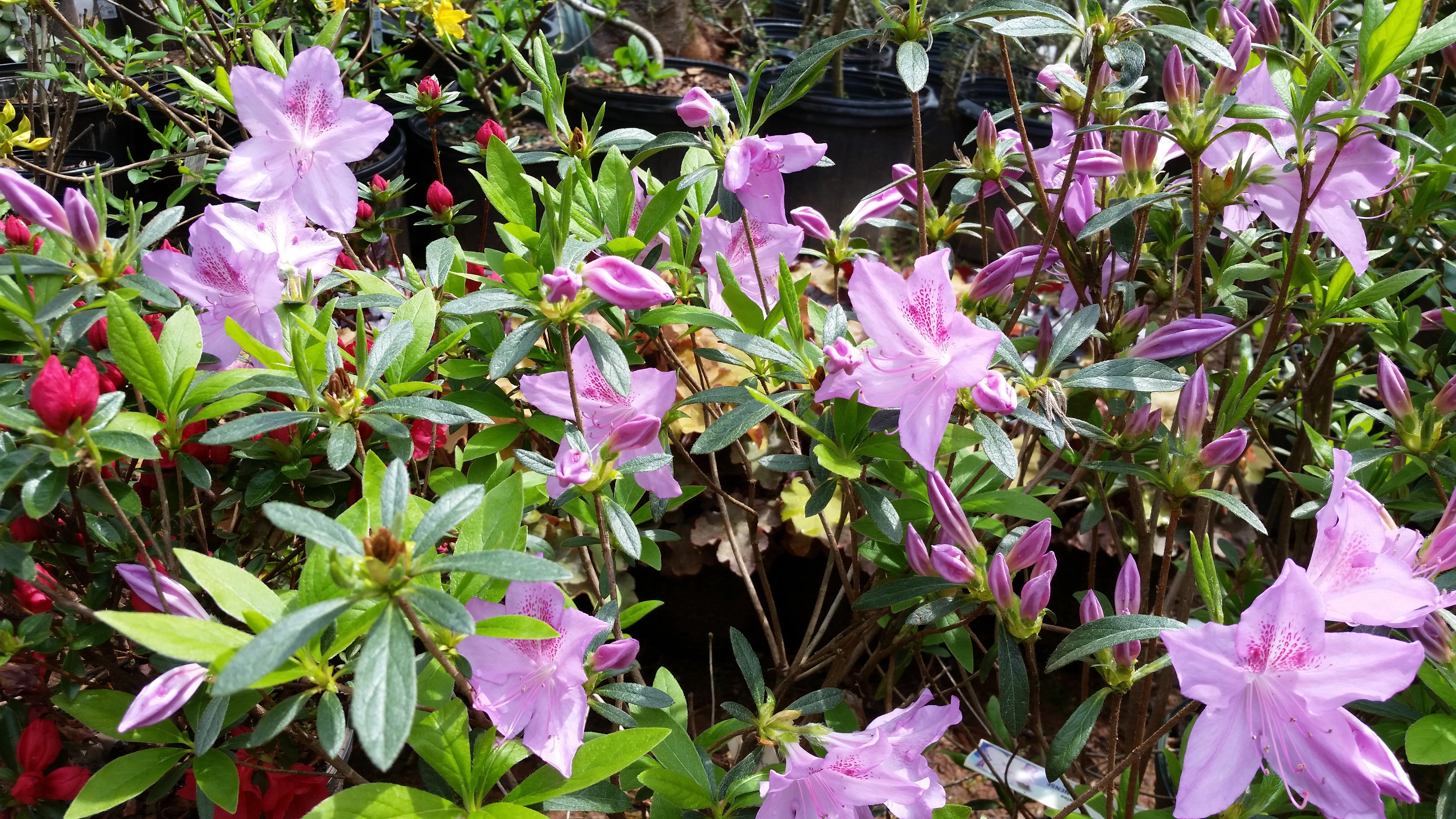 George Tabor Azalea- Waves of Pastel Orchid with a Deep Rose Colored ...