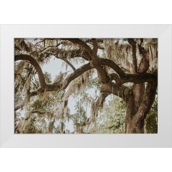 Georgia Picture Archive 14x11 White Modern Wood Framed Museum Art Print Titled - Savannah Georgia