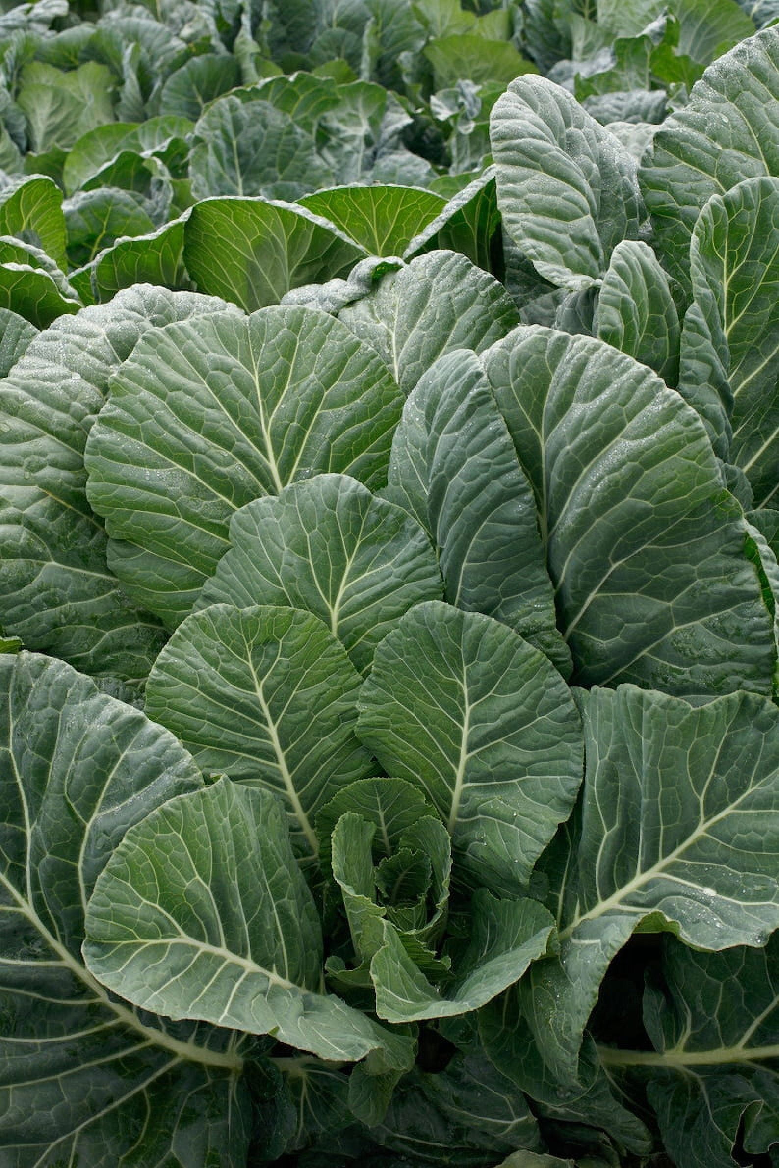 Sherwood's Seeds 30 Georgia Southern Collard Greens Heirloom Plant Seeds