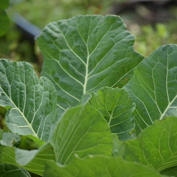 Georgia Southern Collards Seed - 4 Oz ~32,000 Seeds - Heirloom Micro Greens & Collard Greens Vegetable Garden Seeds by Mountain Valley Seed