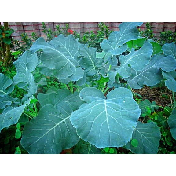 Georgia Southern Collards Seeds/Perennial/ Full Sun/44K Seeds 1/4lb/ Zellajake Farm and Garden - B29