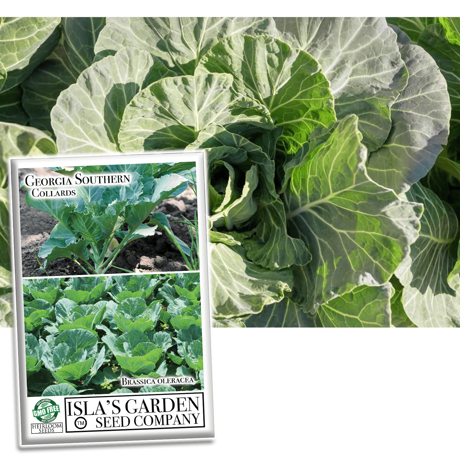 Southern Collards Seeds for Planting, 500+ Heirloom Seeds Per
