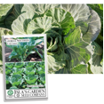 thumbnail image 1 of Georgia Southern Collards Seeds for Planting, 500+ Heirloom Seeds Per Packet Non GMO Seeds, Scientific Name Brassica oleracea, Great Home Garden Gift, 1 of 8