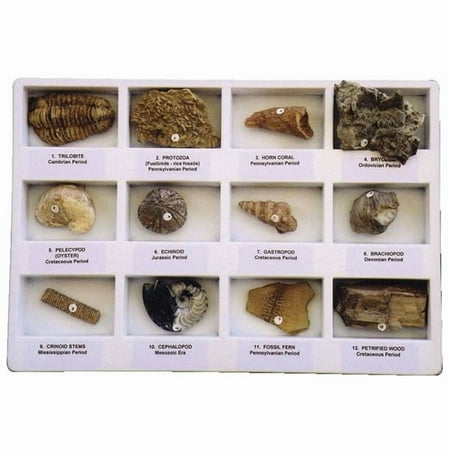 Geoscience 077020 Scott Resources Premium Fossil Collection 12 Specimens with Accessories