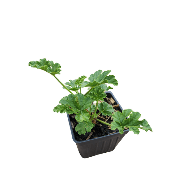 Geranium 'Apricot' (Pelargonium scabrum) Organic Scented Geranium Plant in 2.5-inch Pot by Smoke Camp Crafts - Rough-Leaved Geranium