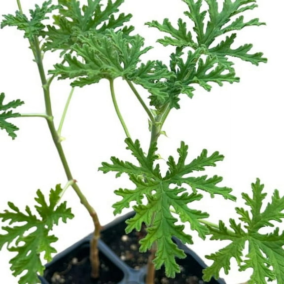 Geranium Attar of Roses (Pelargonium capitatum) Live Plant in 2.5 inch Pot