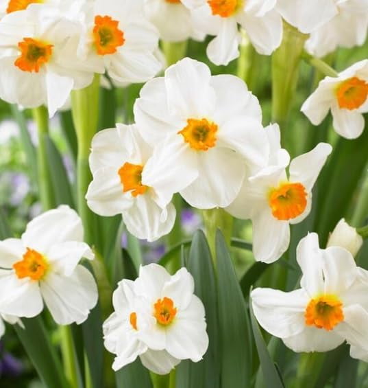 Geranium Daffodil Bulbs for Planting (20 Bulbs)