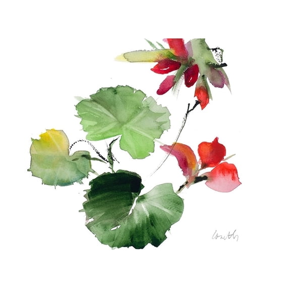 Geranium Flower Poster Print by Lanie Loreth