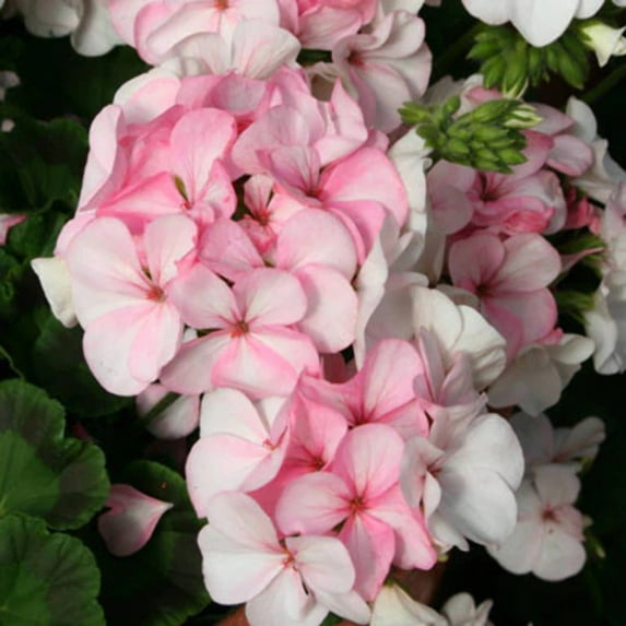 Geranium Pinto Premium White To Rose F1 Seed