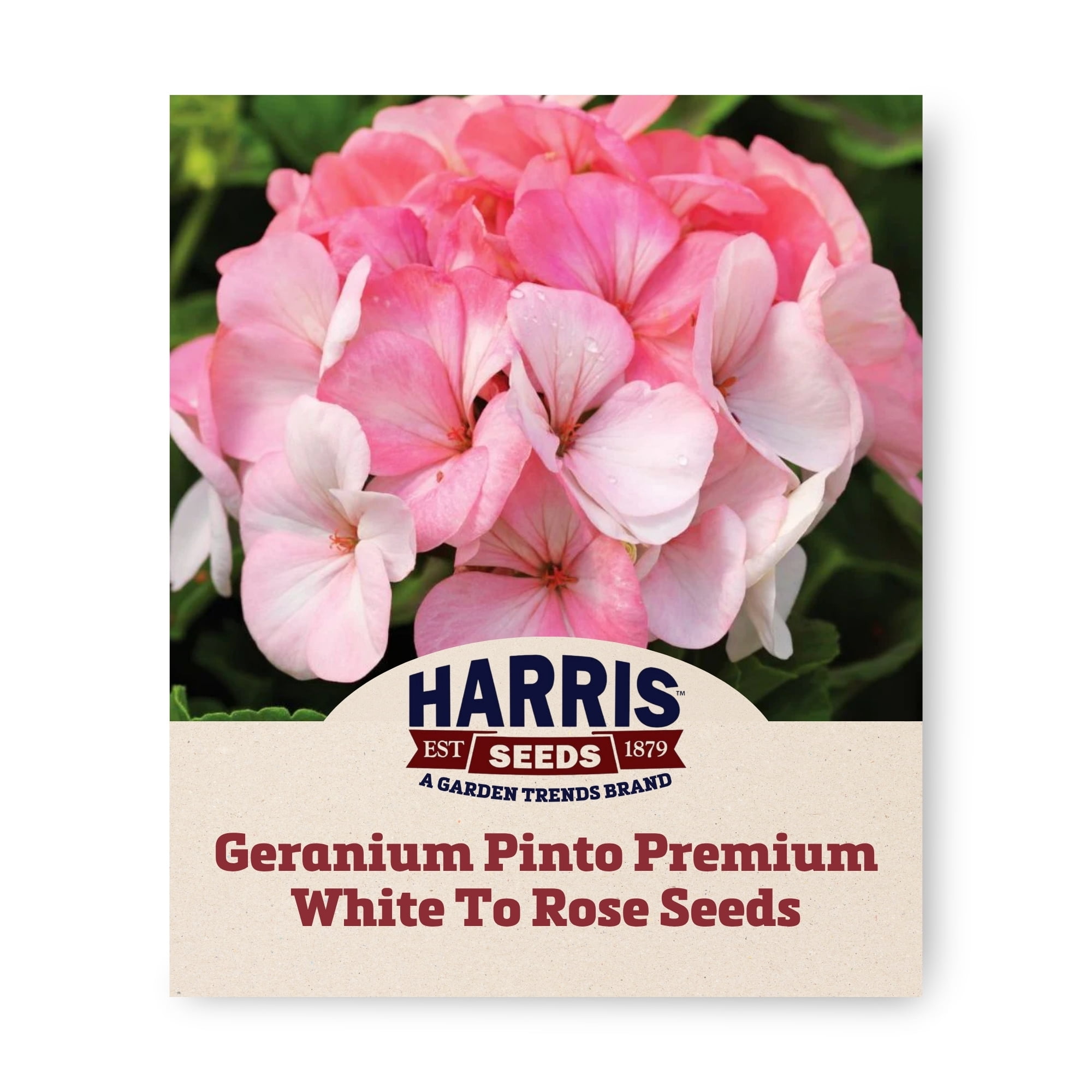 Pinot Geranium Harris Seeds Geranium Pinto Premium White To Rose F1, Color Changing ...