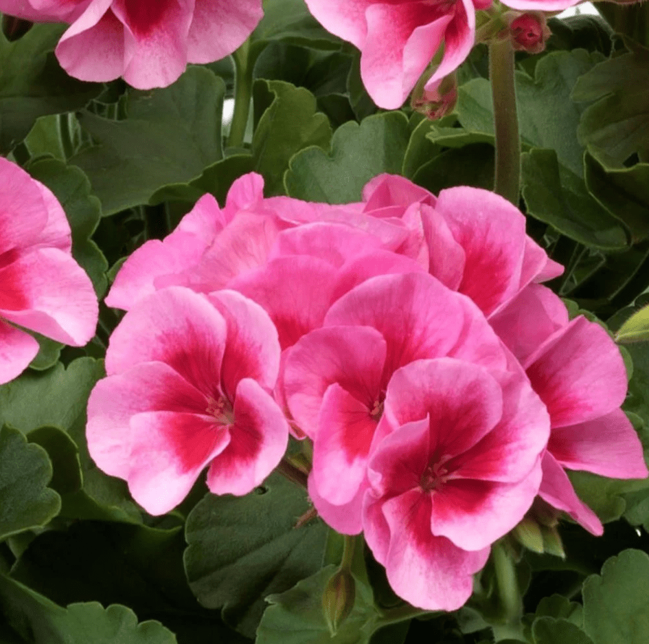 Geranium Rose