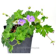 Geranium Rozanne, Cranesbill - Pot Size: 4.5in - Flowers