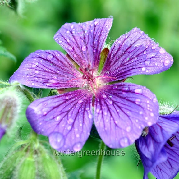 Geranium Rozanne, Cranesbill - Pot Size: 4.5in - Flowers