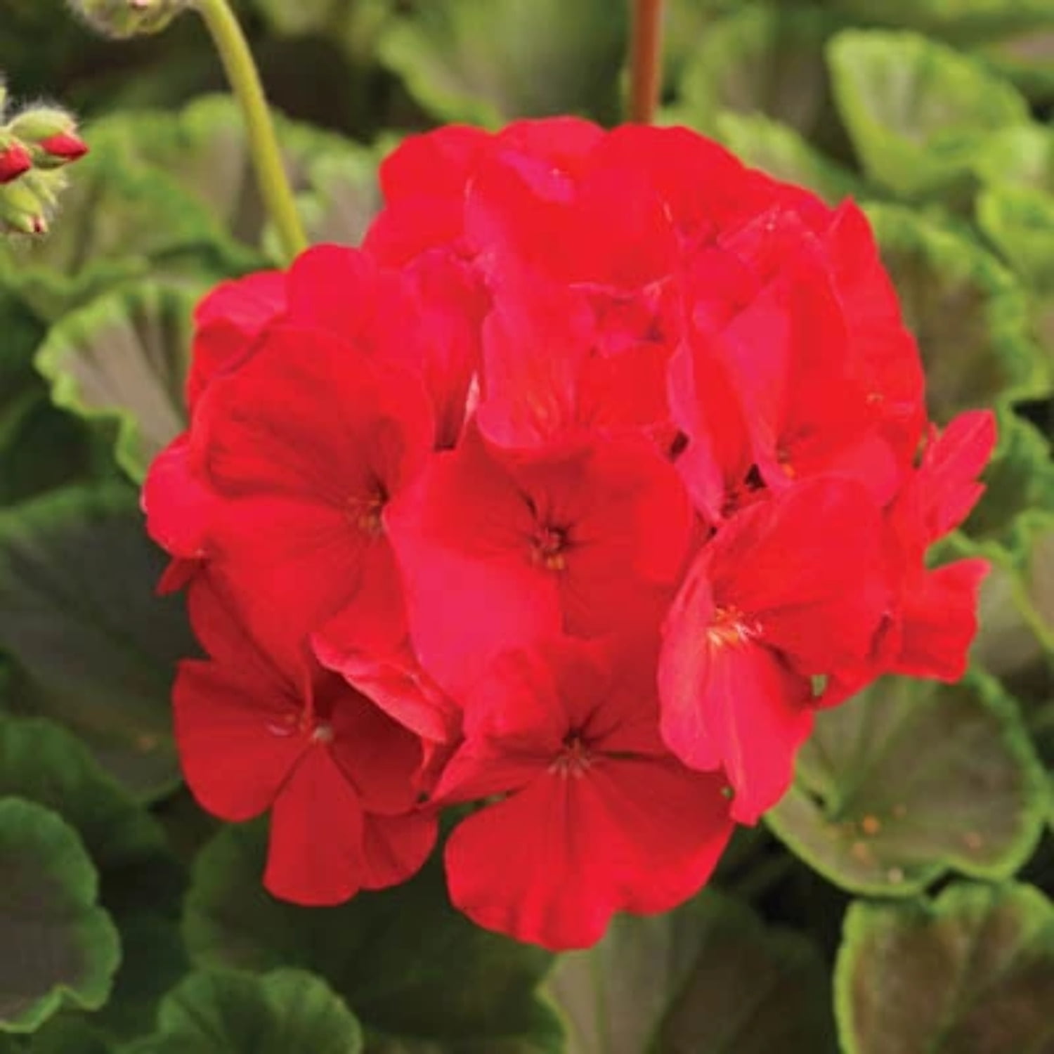 Geranium Seeds Bullseye Red F1 Variety Seeds NonGMO 100 Seeds
