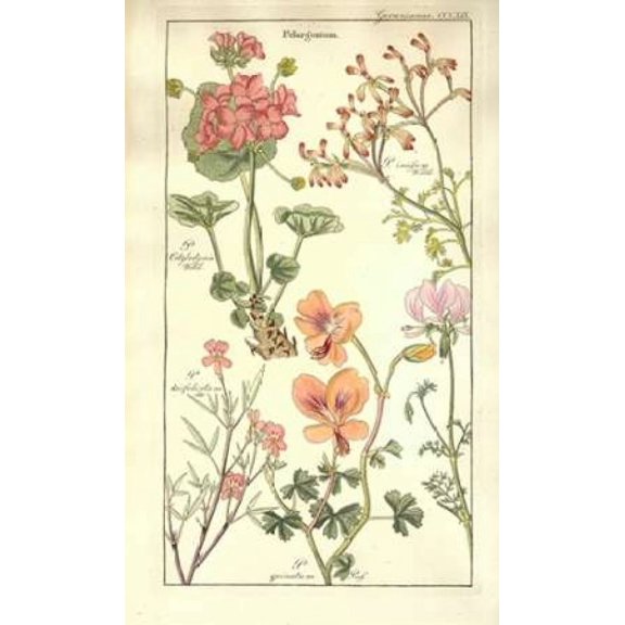 Geraniums Canvas Art - David Dietrich (12 x 18)