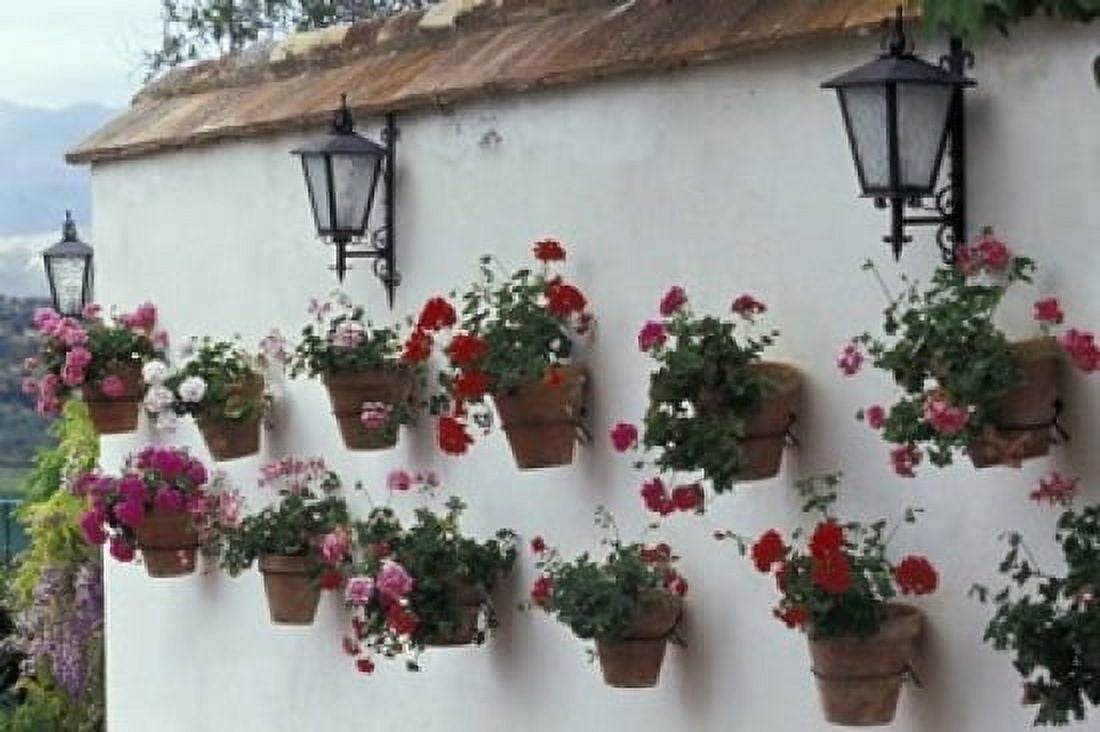 Geraniums along White Wall of Palacio de Mondragon Ronda Spain Canvas Art - John & Lisa Merrill DanitaDelimont (18 x 12)