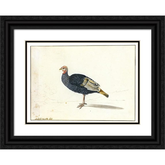 Gerardus van Veen 24x18 Black Ornate Framed Double Matted Museum Art Print Titled: A Turkey Hen (1678)