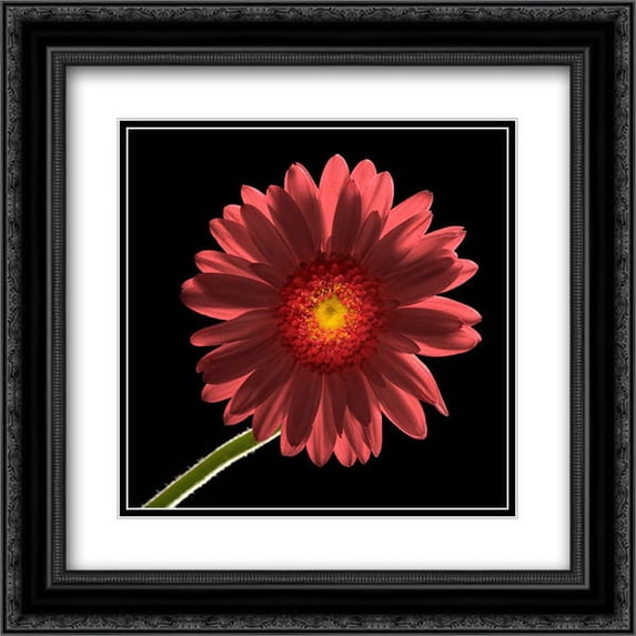 Gerber Daisy 1 2x Matted 20x20 Black Ornate Framed Art Print by Seidman, Barry