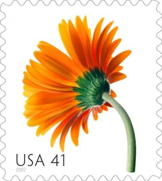 Gerber Daisy Canvas Art - US POSTAL SERVICE (24 x 24)