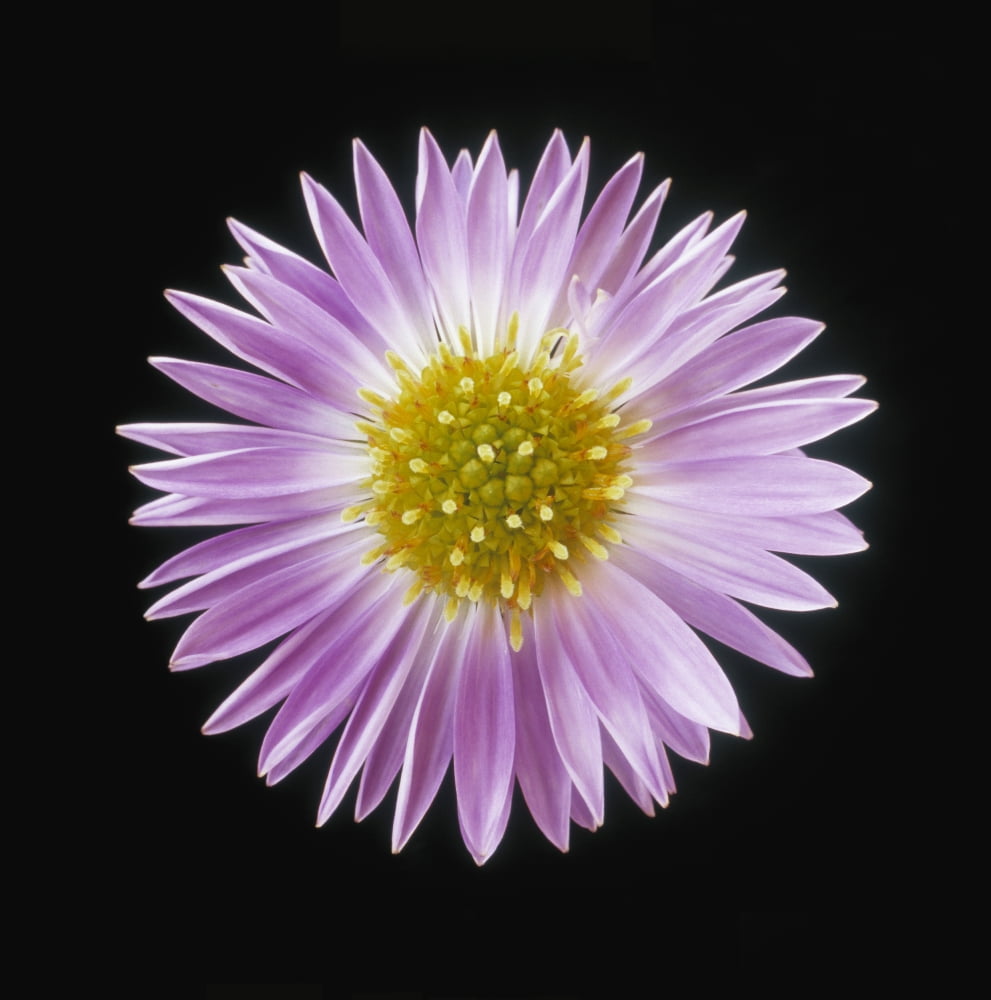 Gerber Daisy In Black Background Canvas Art - Darwin Wiggett Design Pics (26 x 28)