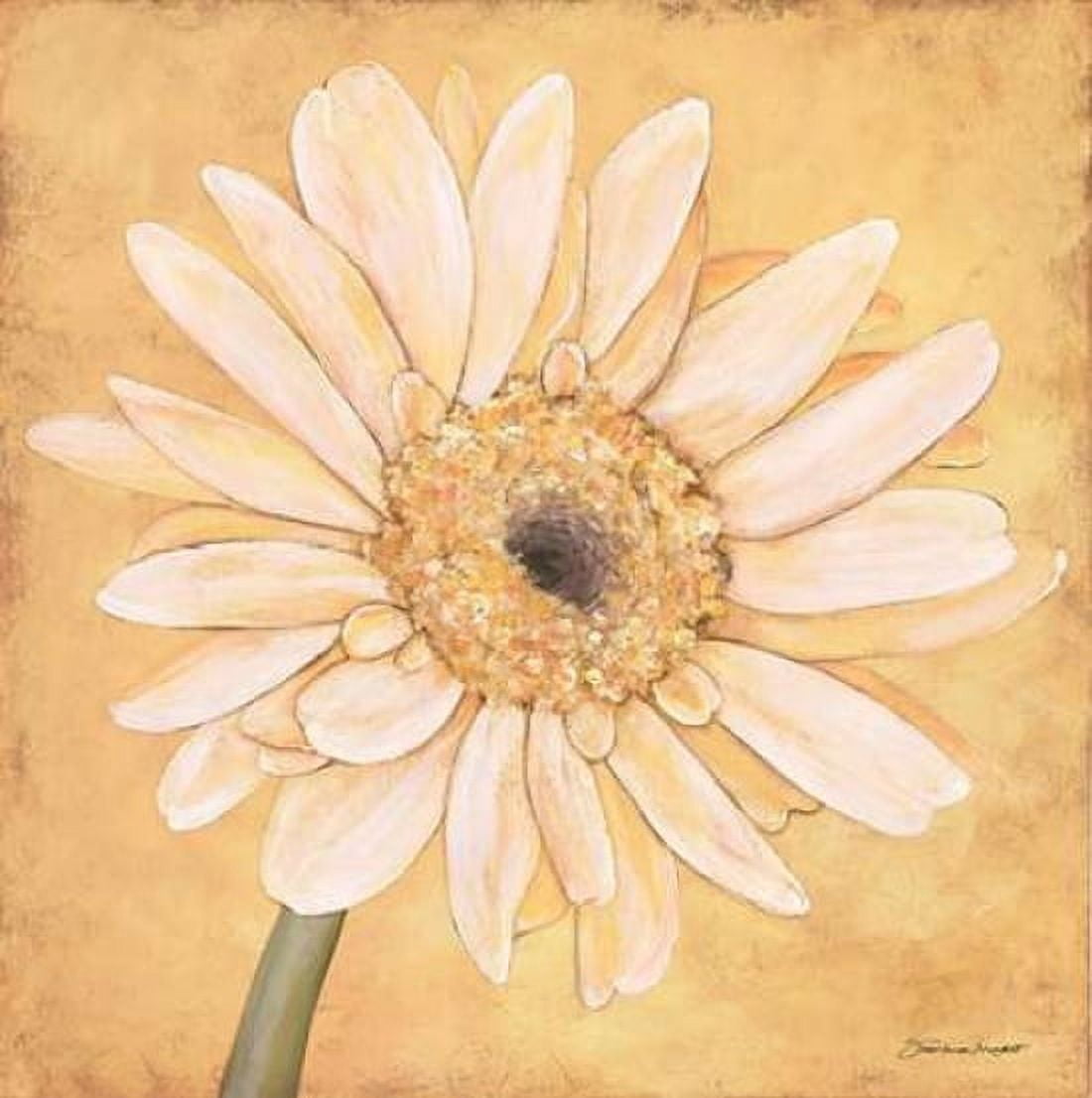 Gerber IV Canvas Art - Stephanie Marrott (24 x 24)