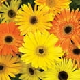 thumbnail image 1 of Gerbera Daisy Jaguar Fire Dark Eye Flower Seed Mix - 20 Seeds, 1 of 2