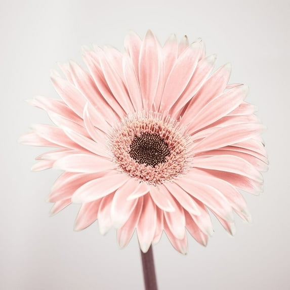 Gerbera Flower - FTBR-1926 Poster Print by Assaf Frank (12 x 12)