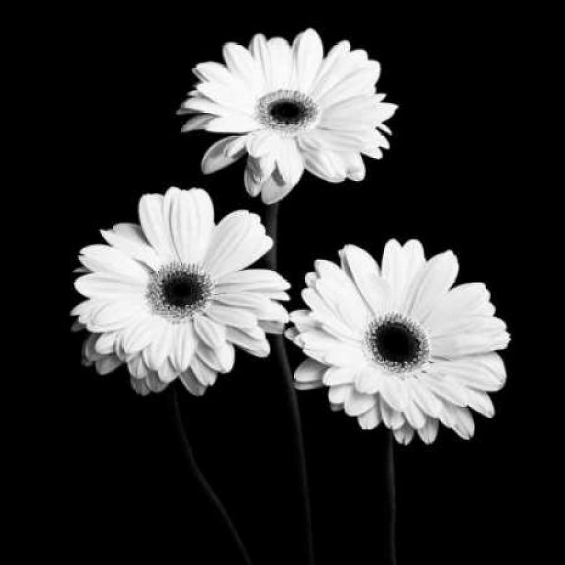 Gerbera Portrait II Canvas Art - Jeff Maihara (24 x 24)