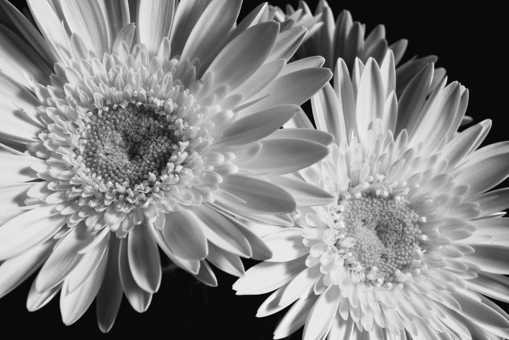 Gerbera daisy Waterloo Quebec Canada Canvas Art - David Chapman Design Pics (19 x 12)